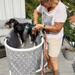 Mommo viser hvordan Bailey Dvergschnauzer blir dusjet og badet i det sammenleggbare hundebadekaret til Badebikkja på terassen